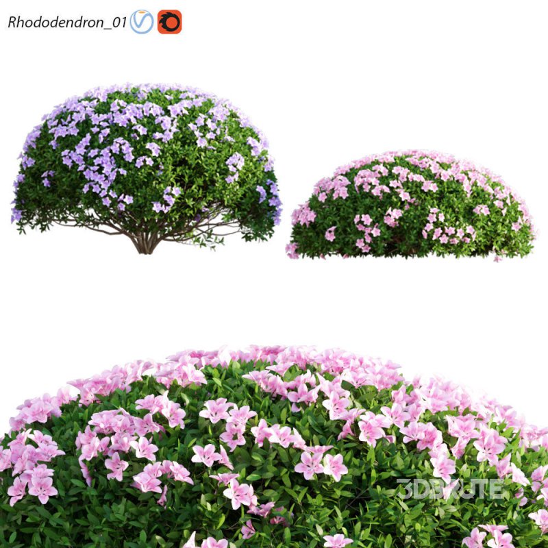 Rhododendron 01 Image 1