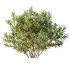 ntal bushes are ideal for Mediterranean-style gardens, urban landscaping, or natural architectural visualizations. - Thumbnail 1