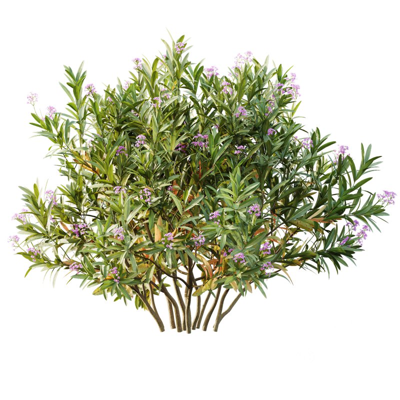 ntal bushes are ideal for Mediterranean-style gardens, urban landscaping, or natural architectural visualizations. Image 1