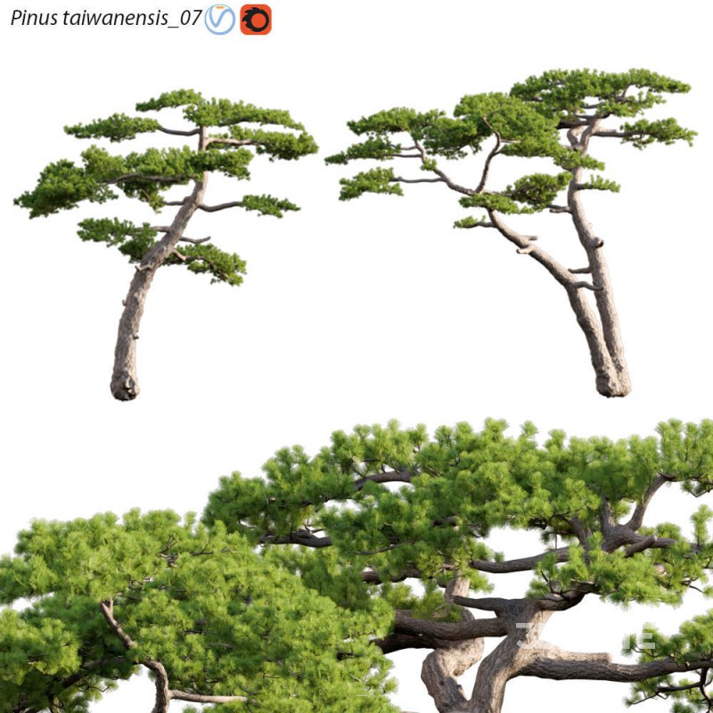 Pinus taiwanensis – Taiwan red pine – Pine 07 Image 1