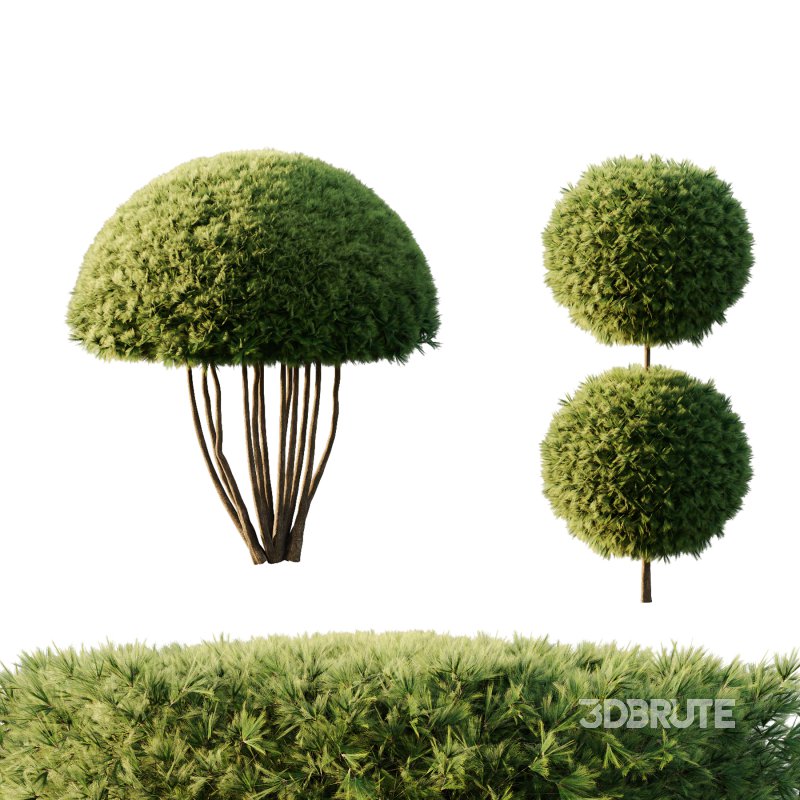 Pinus Mugo Bush003 Image 2