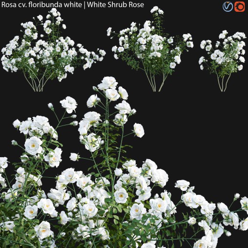 Rosa floribunda white | White Shrub Rose 02