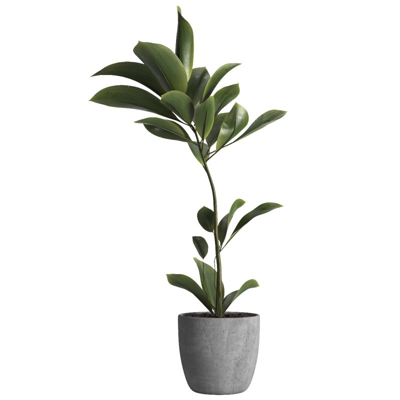 indoor plant 023 Image 3