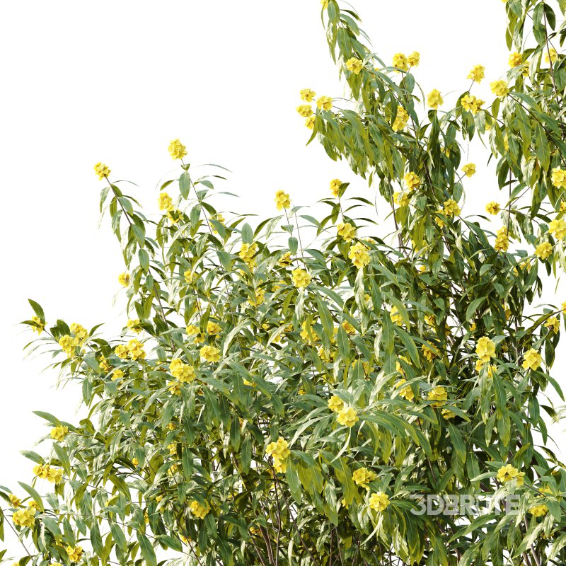 Water Gum Tree 01 Image 6