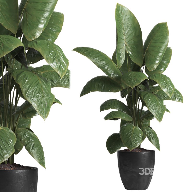 indoor plant 037 Image 1