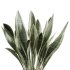 AV Indoor Plants Set 241 Olive Palm Bird Of Paradise Sansevieria Ficus Fig - Thumbnail 5