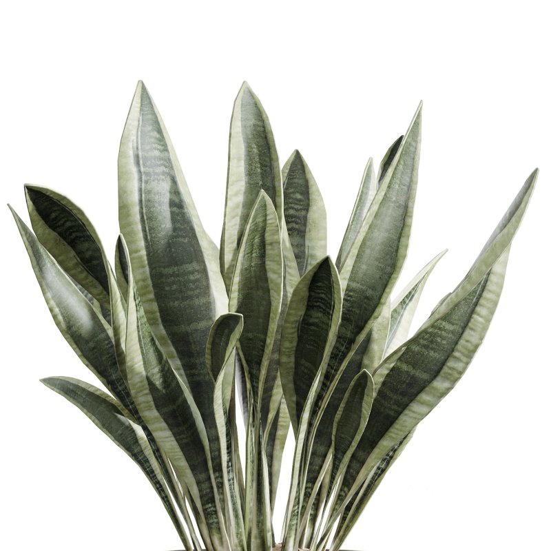 AV Indoor Plants Set 241 Olive Palm Bird Of Paradise Sansevieria Ficus Fig Image 5