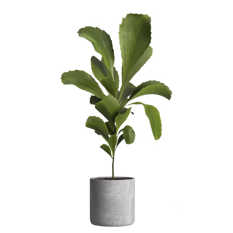 indoor plant 024 Image 2