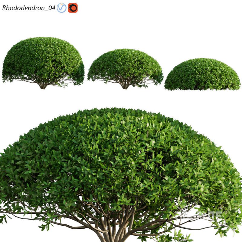 Rhododendron 04 Image 1