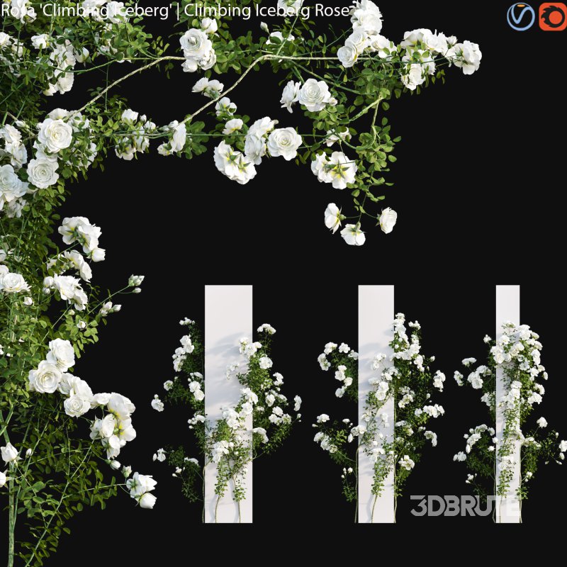 Climbing Iceberg Rose 03 Image 1