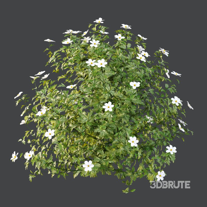 Different bush 15 Image 4