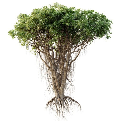 AV Plants Mangrove Gray Avicennia Marina05