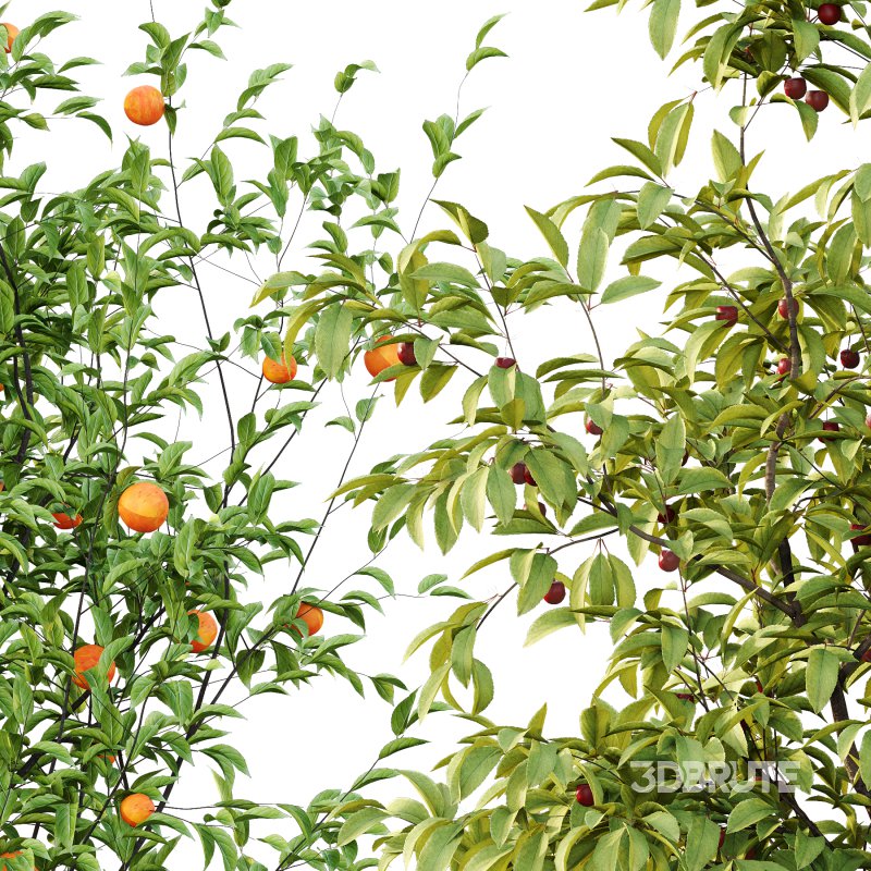 Prunus pseudocerasus Diospyros Kaki Fruit Tree 02 Image 3