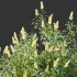 AV Spring bushes Kapebonavista Lutea Golden Shrimp and Phillyrea Rosemarinifolia Nana - Thumbnail 2