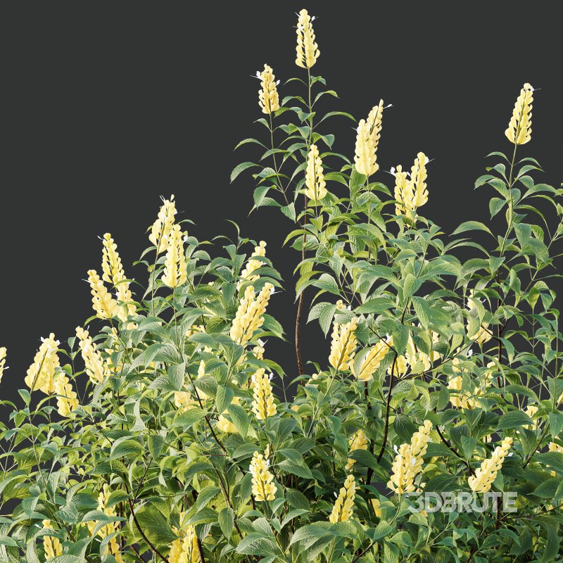AV Spring bushes Kapebonavista Lutea Golden Shrimp and Phillyrea Rosemarinifolia Nana Image 2