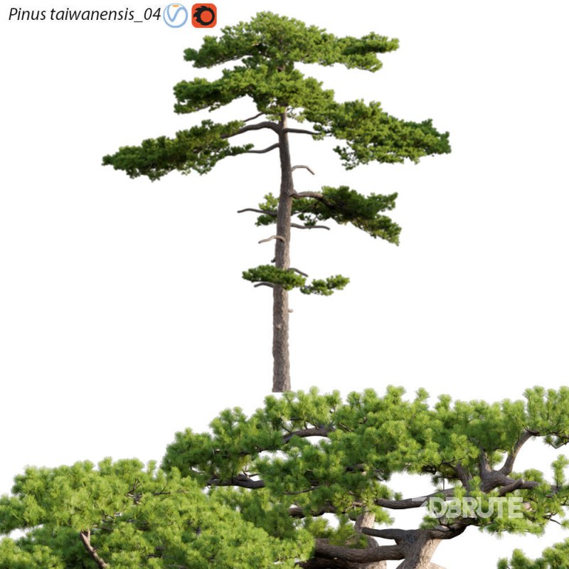 Pinus taiwanensis – Taiwan red pine – Pine 04 Image 1