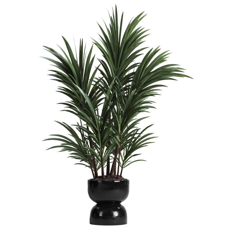 indoor plant 019 Image 4