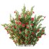 AV Spring Bushes Hibiscus Rosa Sinensis Red Chinese and Abelia Radiance Sherwood - Thumbnail 11