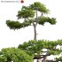 Pinus taiwanensis – Taiwan red pine – Pine 05 - Thumbnail 1
