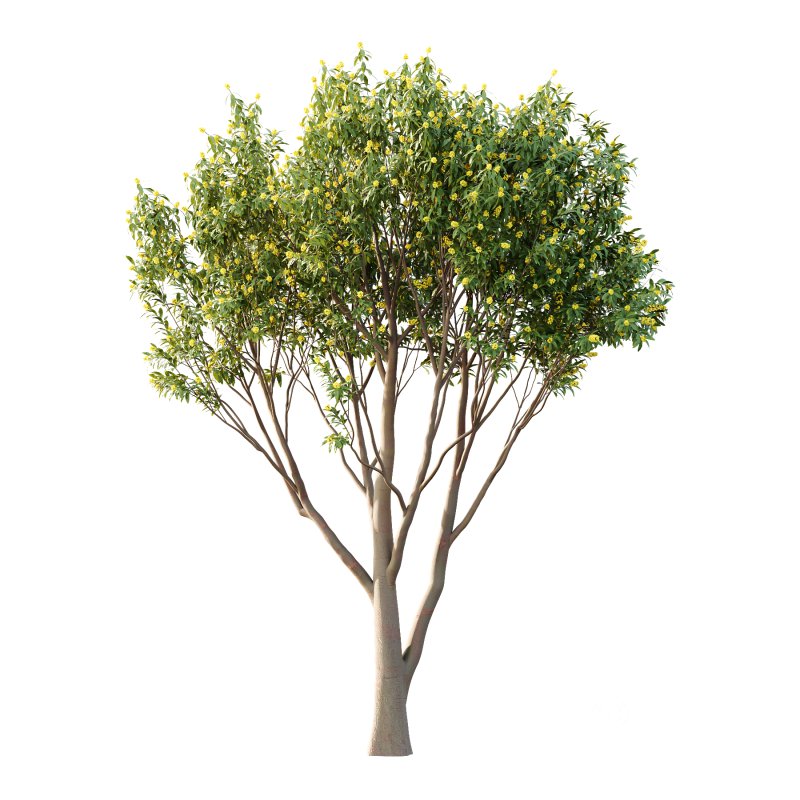 Water Gum Tree 03 Image 1