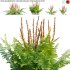 Osmundastrum cinnamomeum – Cinnamon Fern – 01 - Thumbnail 1