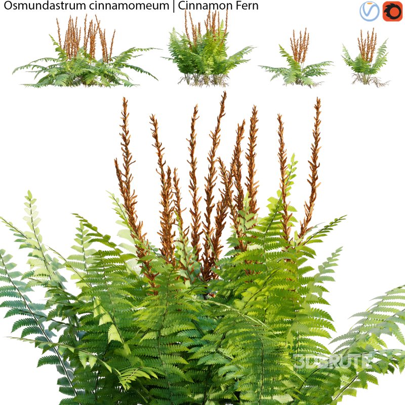 Osmundastrum cinnamomeum – Cinnamon Fern – 01 Image 1