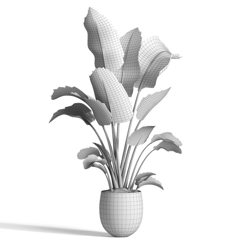 indoor plant 10 Image 4