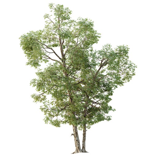 AV Plants Carya Glabra Ovalis Caryer Rouge Hickory04