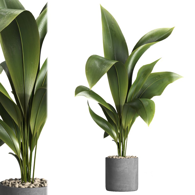 indoor plant 027 Image 2