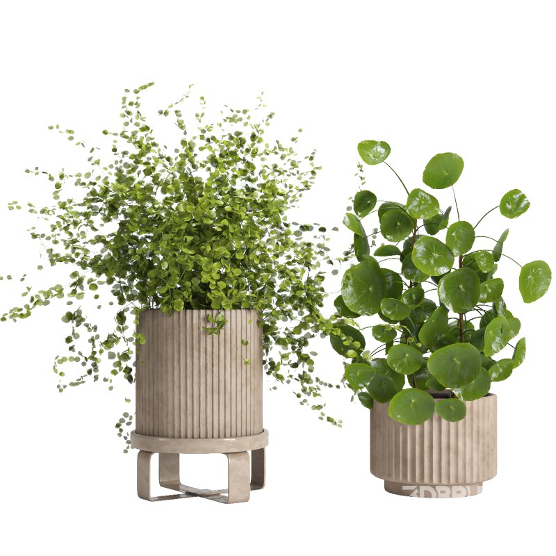 Indoor plant 011 Image 1