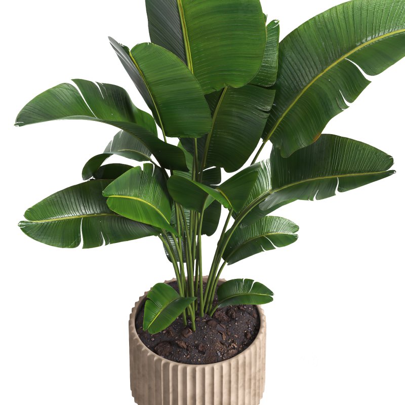 Indoor plant 017 Image 4