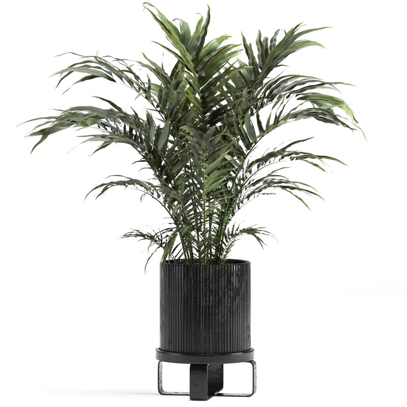 indoor Collection plant 018 Image 2