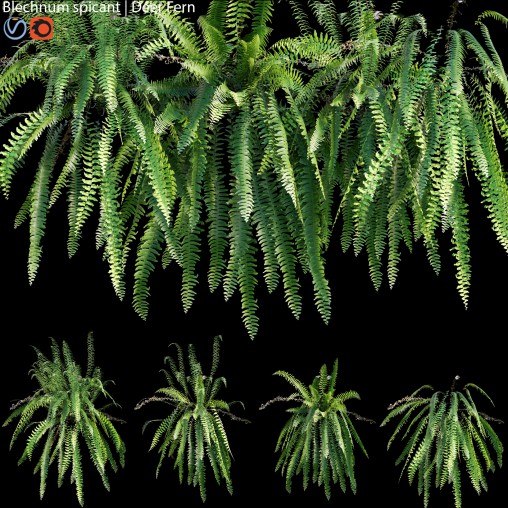 Blechnum spicant – Deer Fern – 01