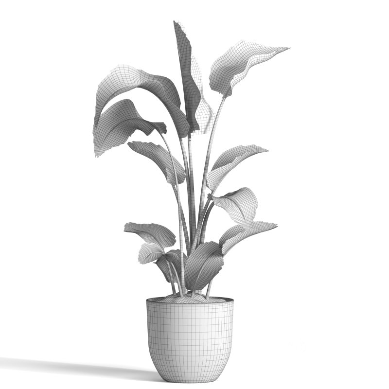 indoor plant 09 Image 5