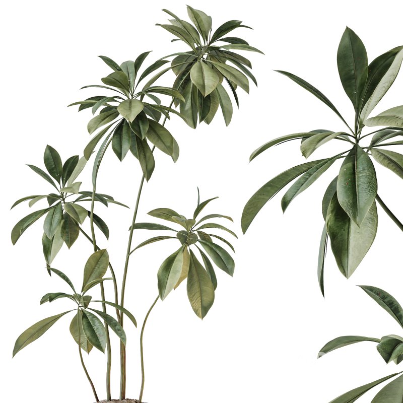 AV Indoor Plants Set 241 Olive Palm Bird Of Paradise Sansevieria Ficus Fig Image 2