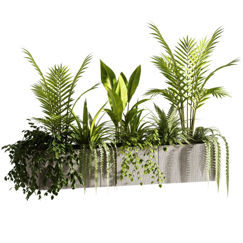 Indoor plants- Hanging Plants in Box- set177 Image 6