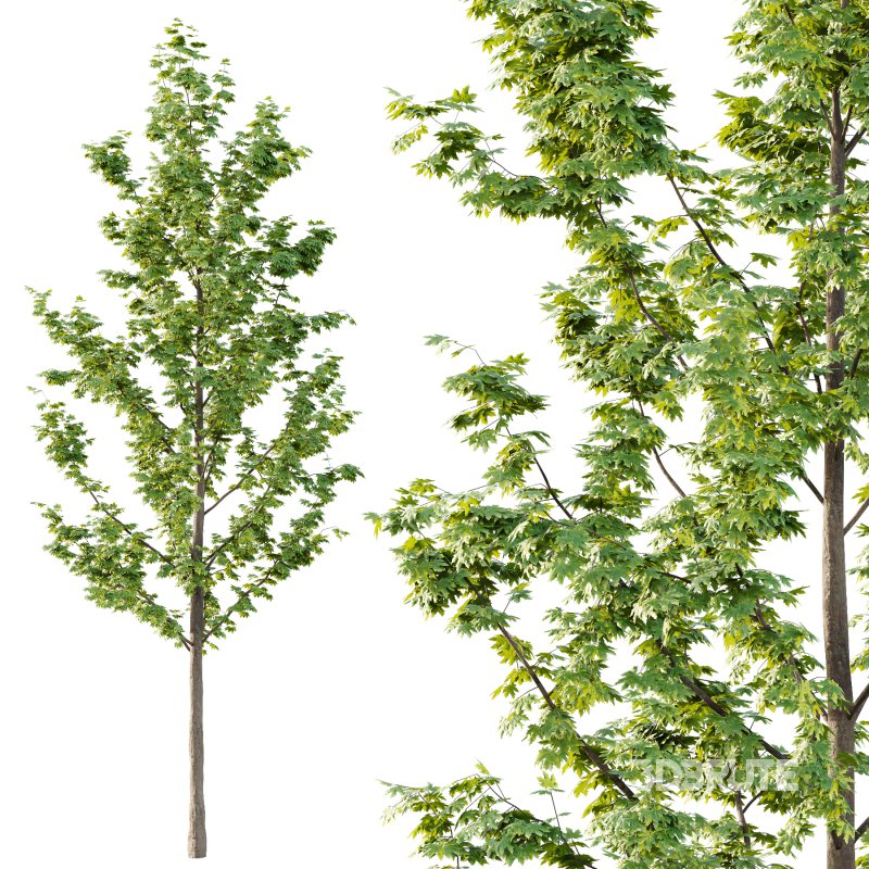 Acer Pseudoplatanus Tree 03 Image 5