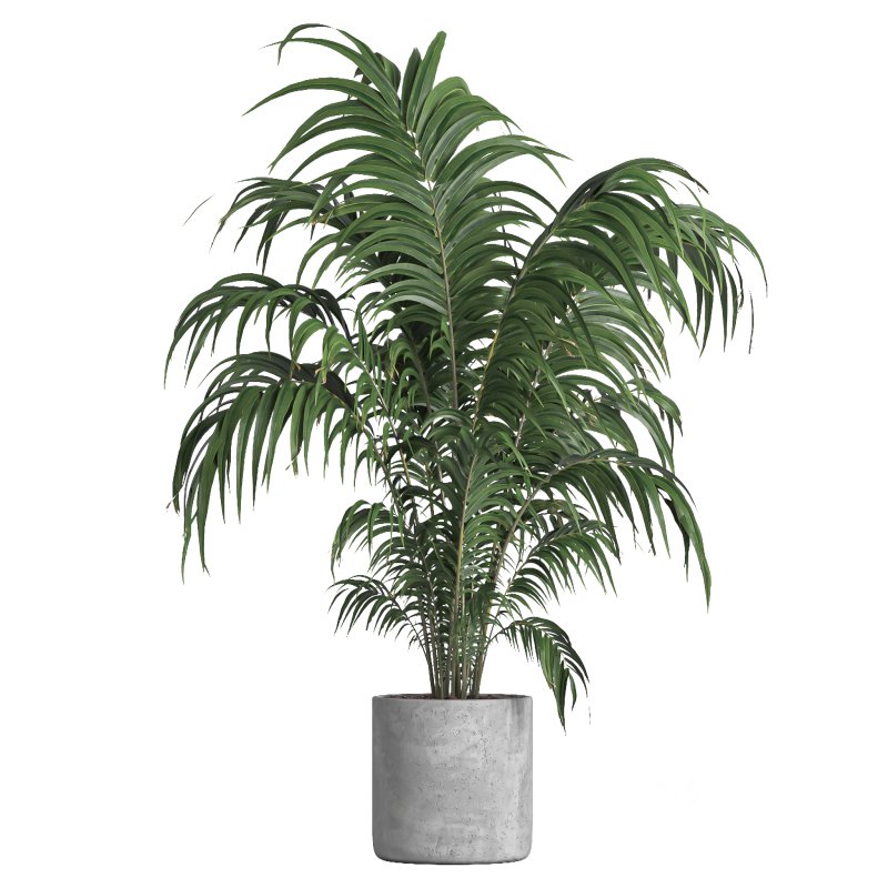 indoor plant 034 Image 2