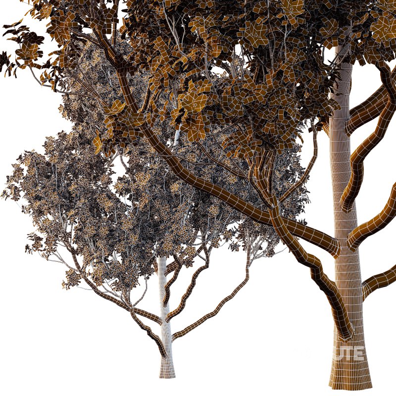 Different Trees 03 Image 2