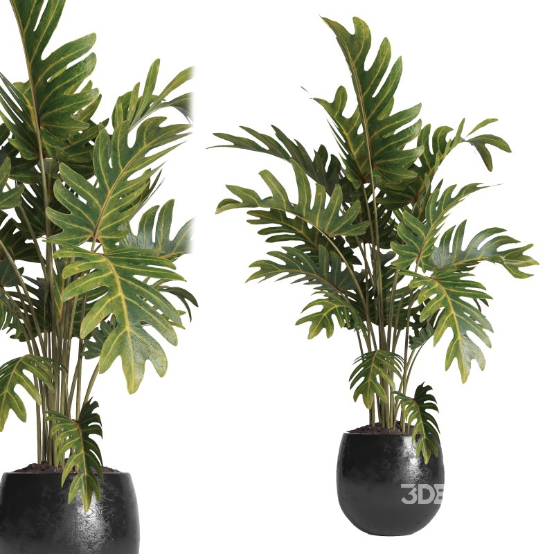 indoor plant 036 Image 1