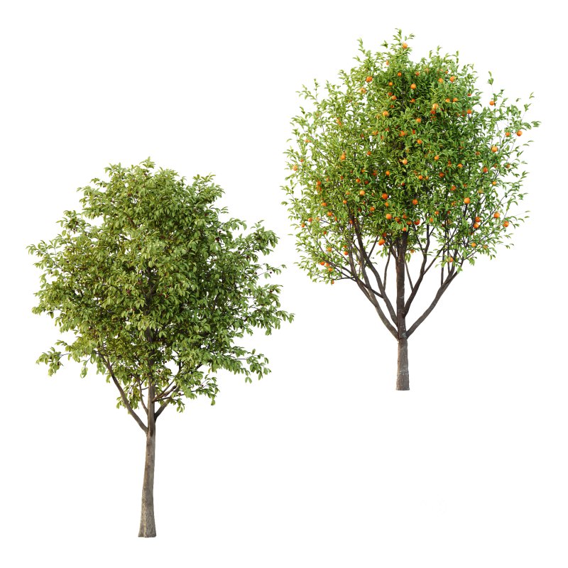 Prunus pseudocerasus Diospyros Kaki Fruit Tree 02 Image 4