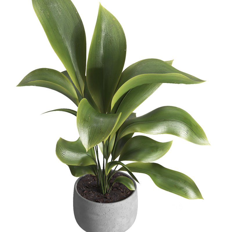 indoor plant 022 Image 3