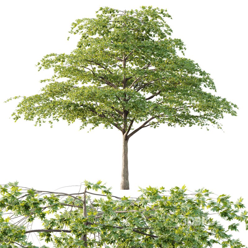 Acer Pseudoplatanus Tree 05 Image 4