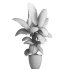 indoor plant 037 - Thumbnail 4