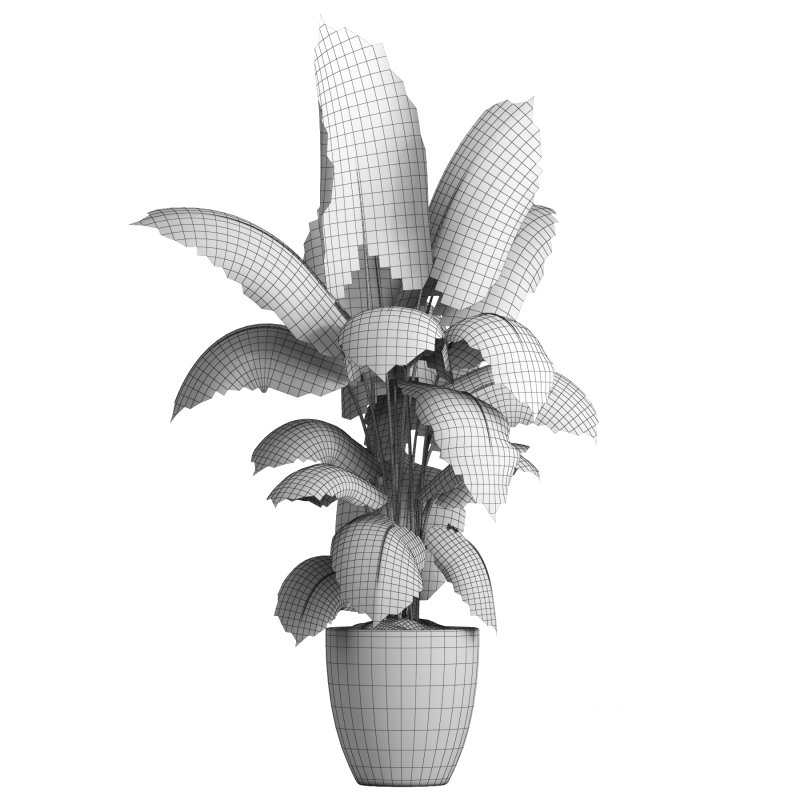 indoor plant 037 Image 4