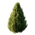 Pinus Mugo Bush0022 - Thumbnail 2