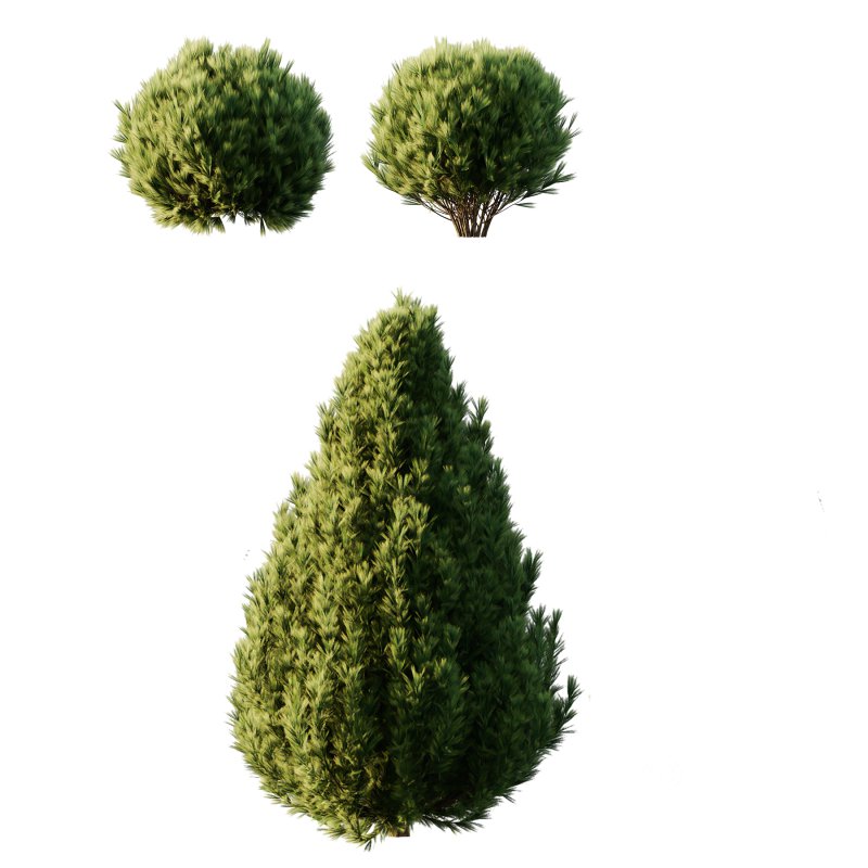 Pinus Mugo Bush0022 Image 4