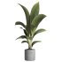indoor plant 020 - Thumbnail 3