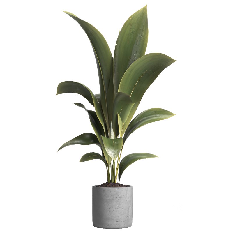 indoor plant 020 Image 3