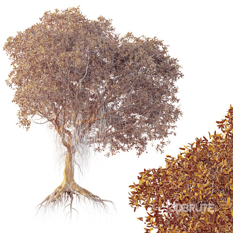 AV Plants Mangrove Gray Avicennia Marina Image 3